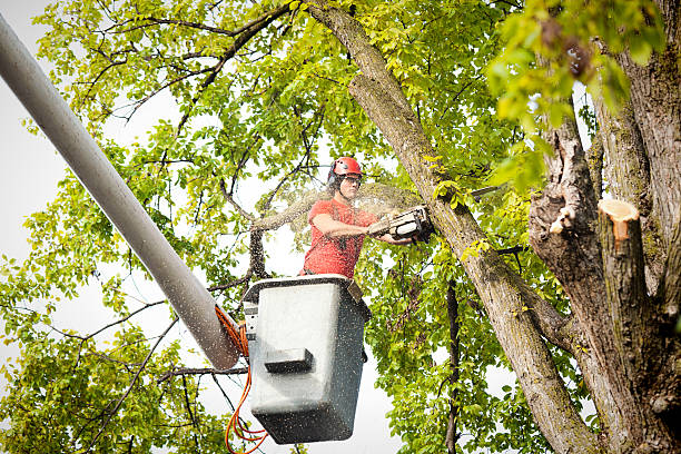 Reliable South Coatesville, PA Tree Service Solutions